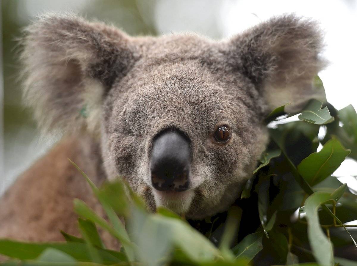 Koala