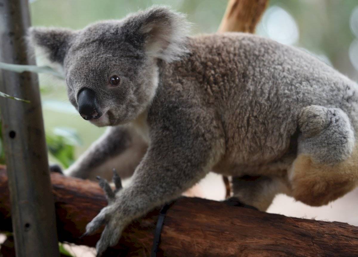 Koala