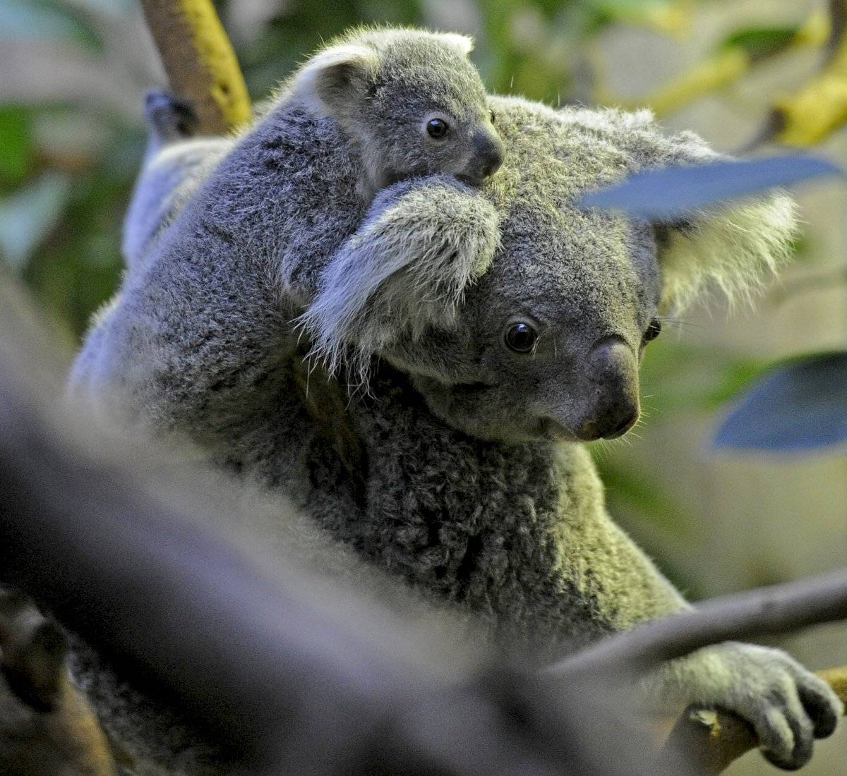 Koala
