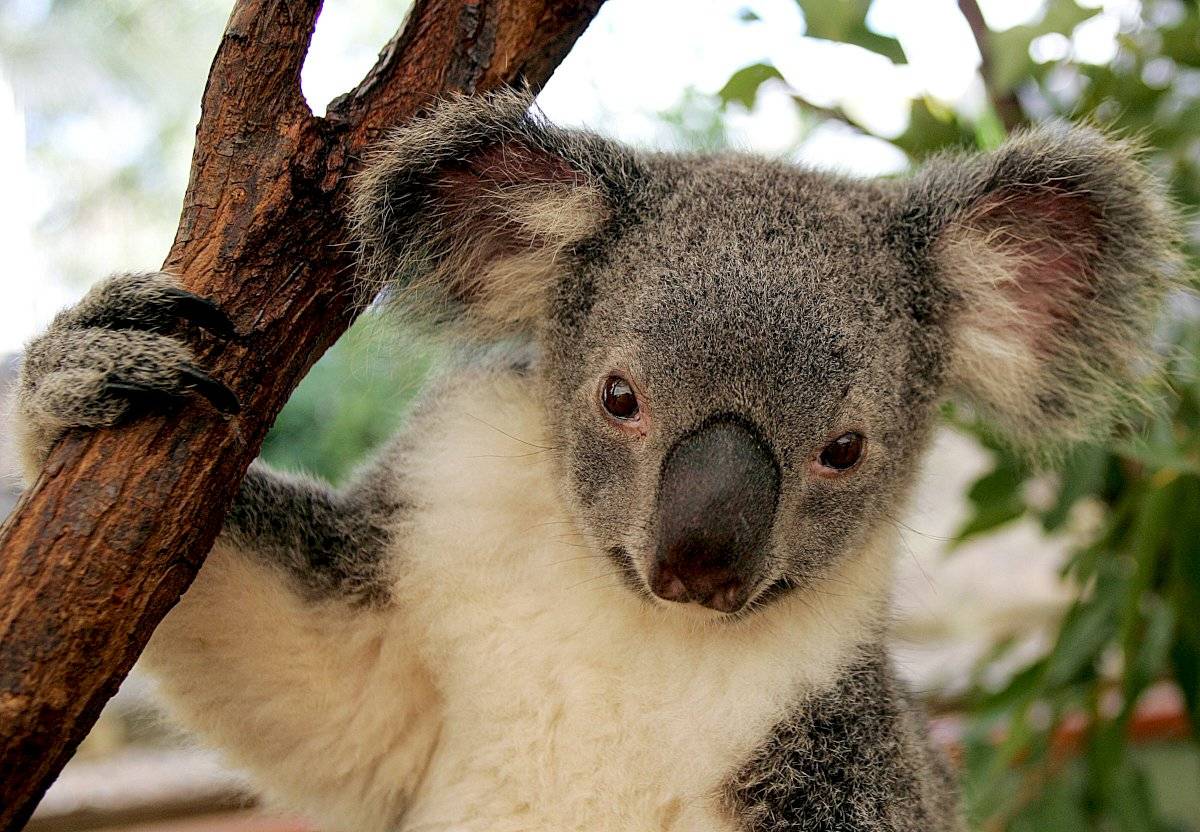 Koala
