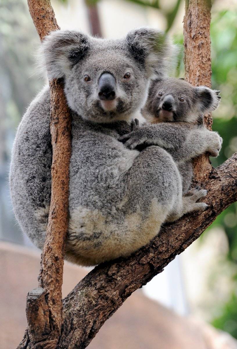 Koala