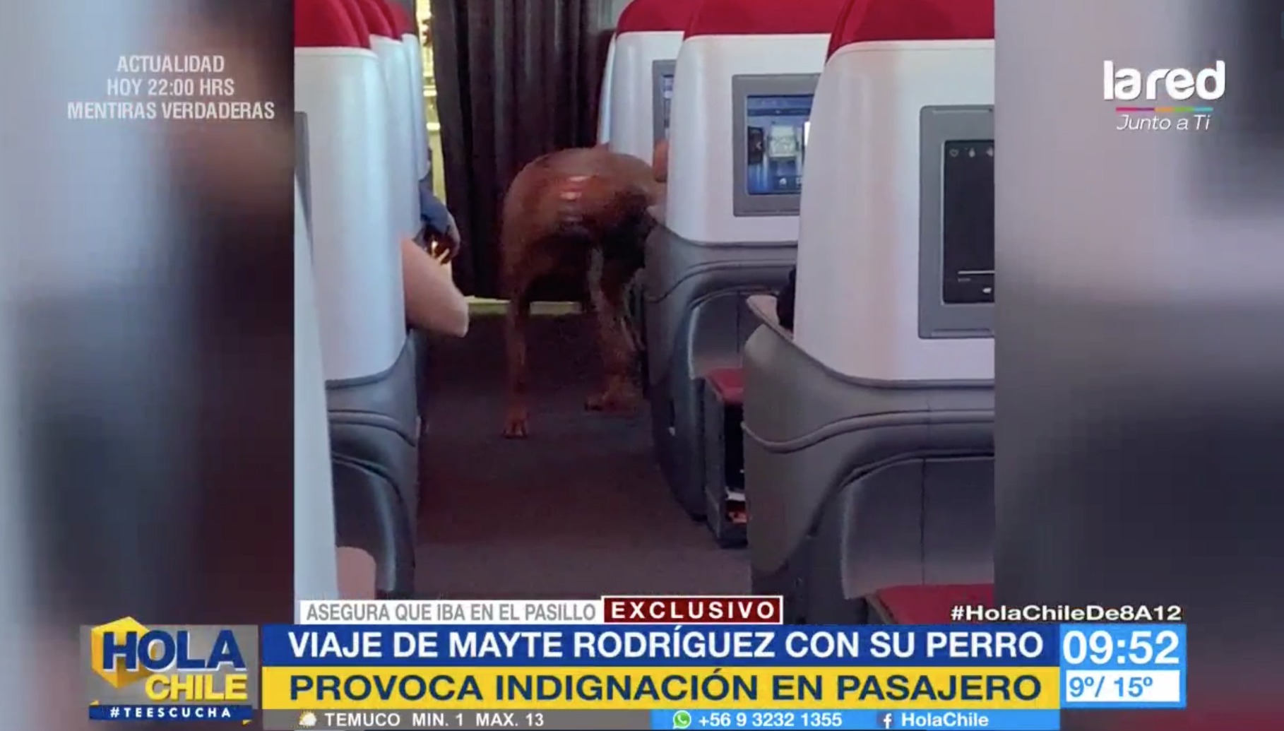 Perro Mayte en avión