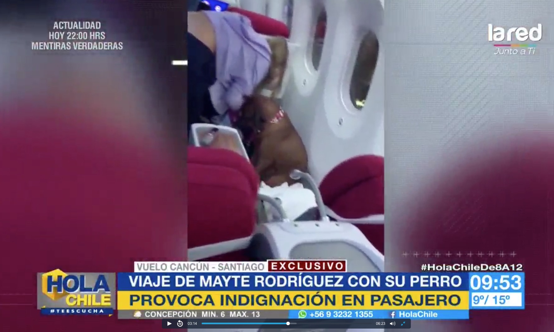 Perro Mayte en avión 2