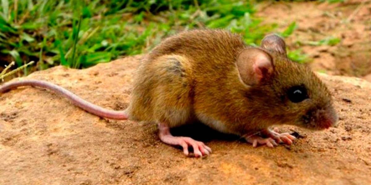 Científicos chilenos consiguen la primera vacuna que previene el contagio del virus Hanta