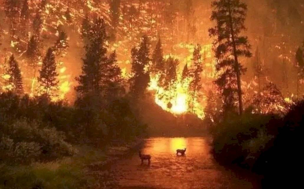 Incendio en Amazonas