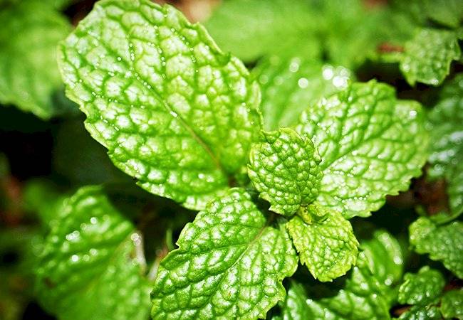 plantas medicinales