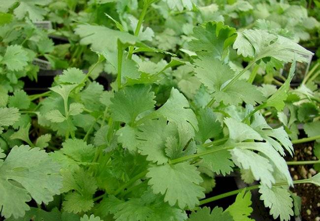 plantas medicinales