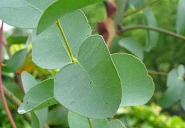 plantas medicinales