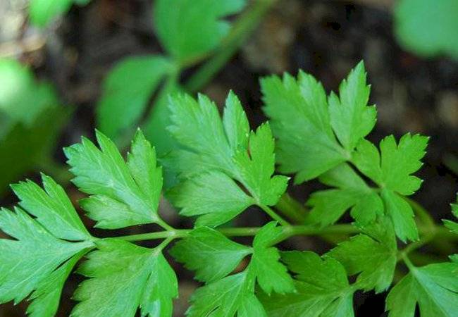 plantas medicinales