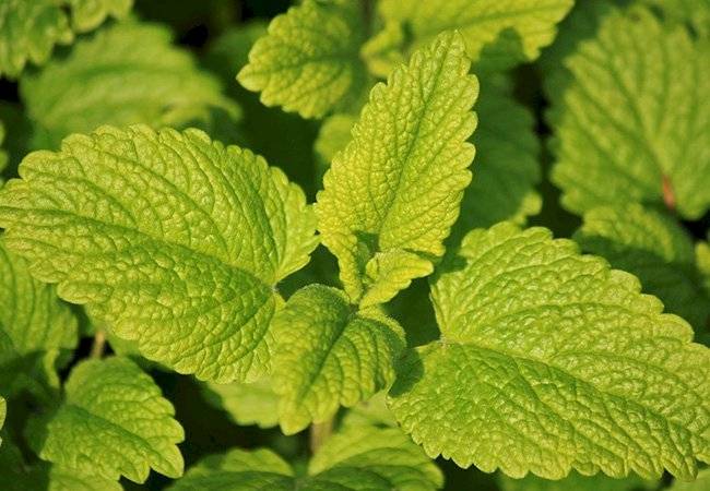 plantas medicinales
