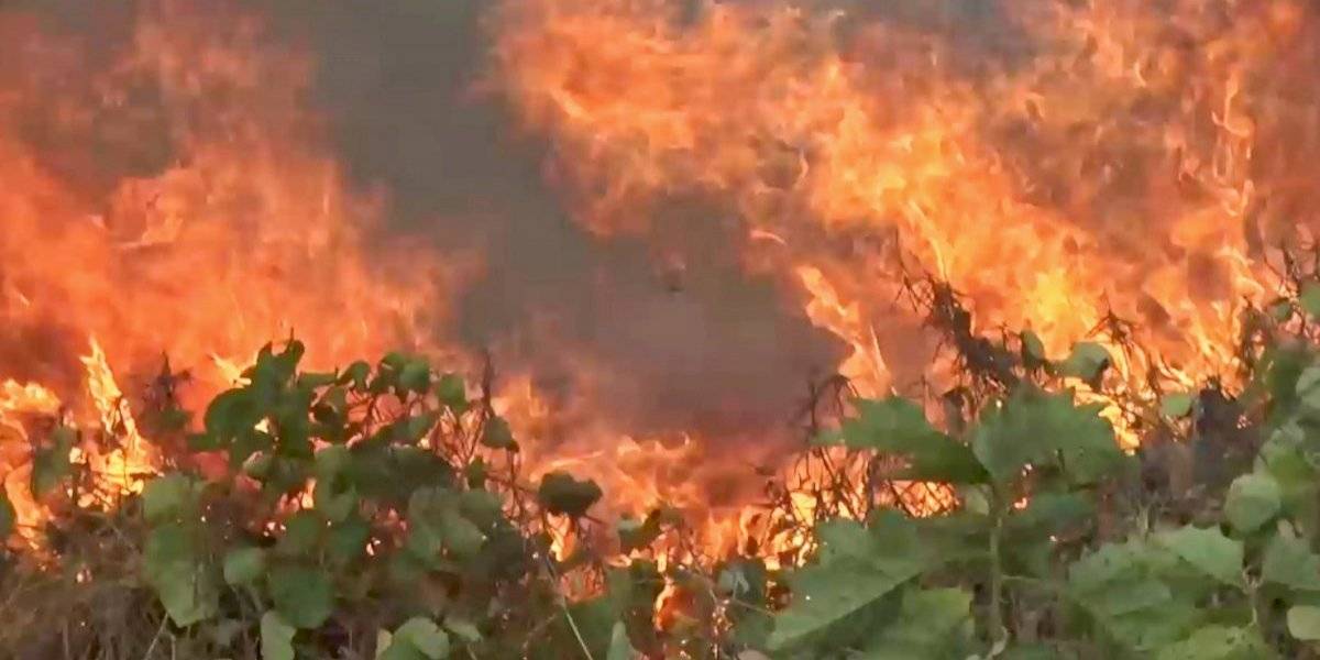 Científicos creen que el daño en el Amazonas podría ser irreversible