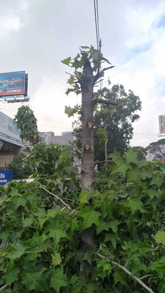 árboles