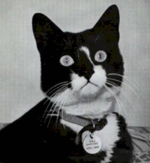 Gato Nazi