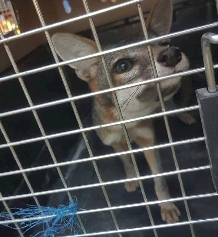 Zorro gris rescatado por Conap