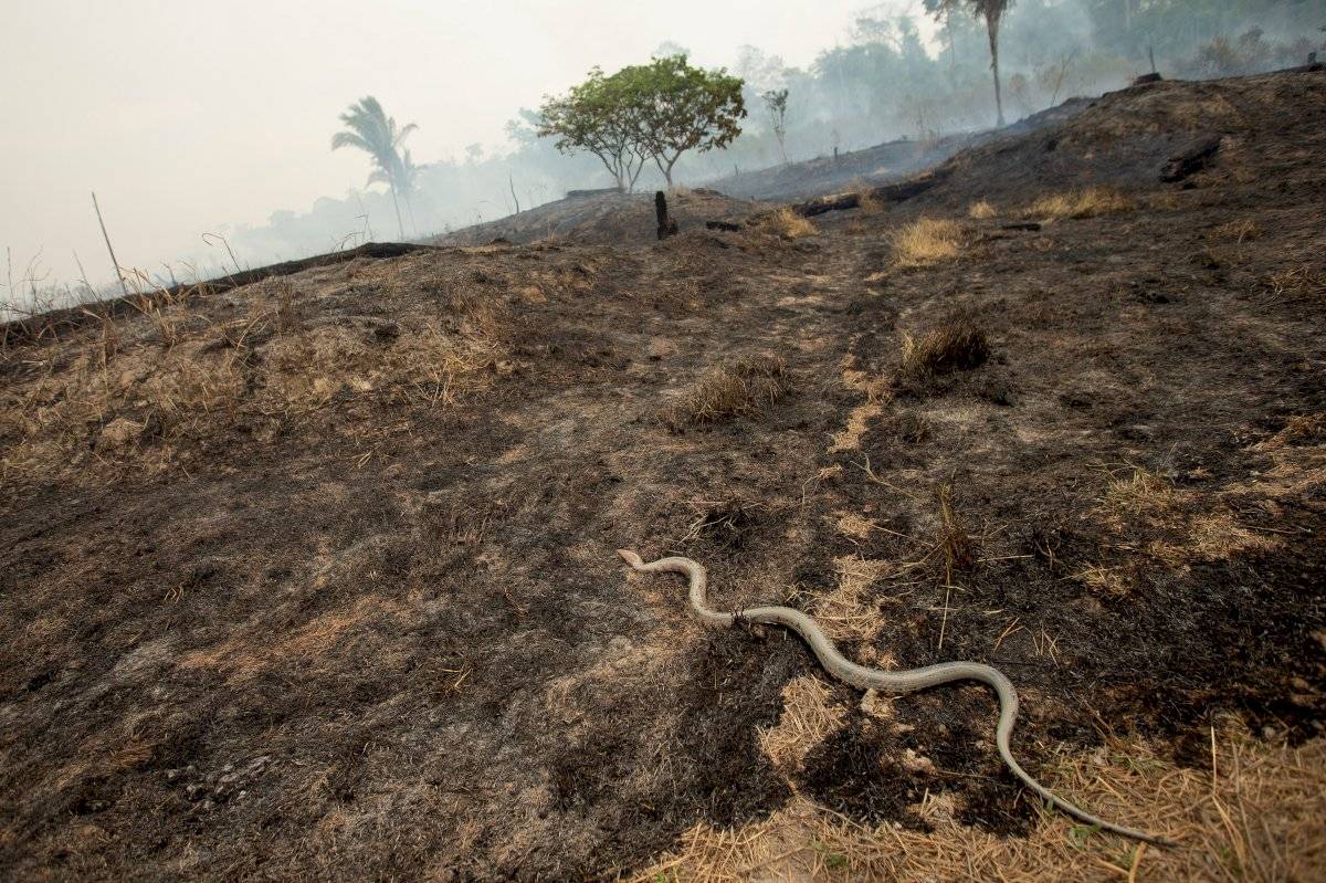 Incendios en la Amazonía