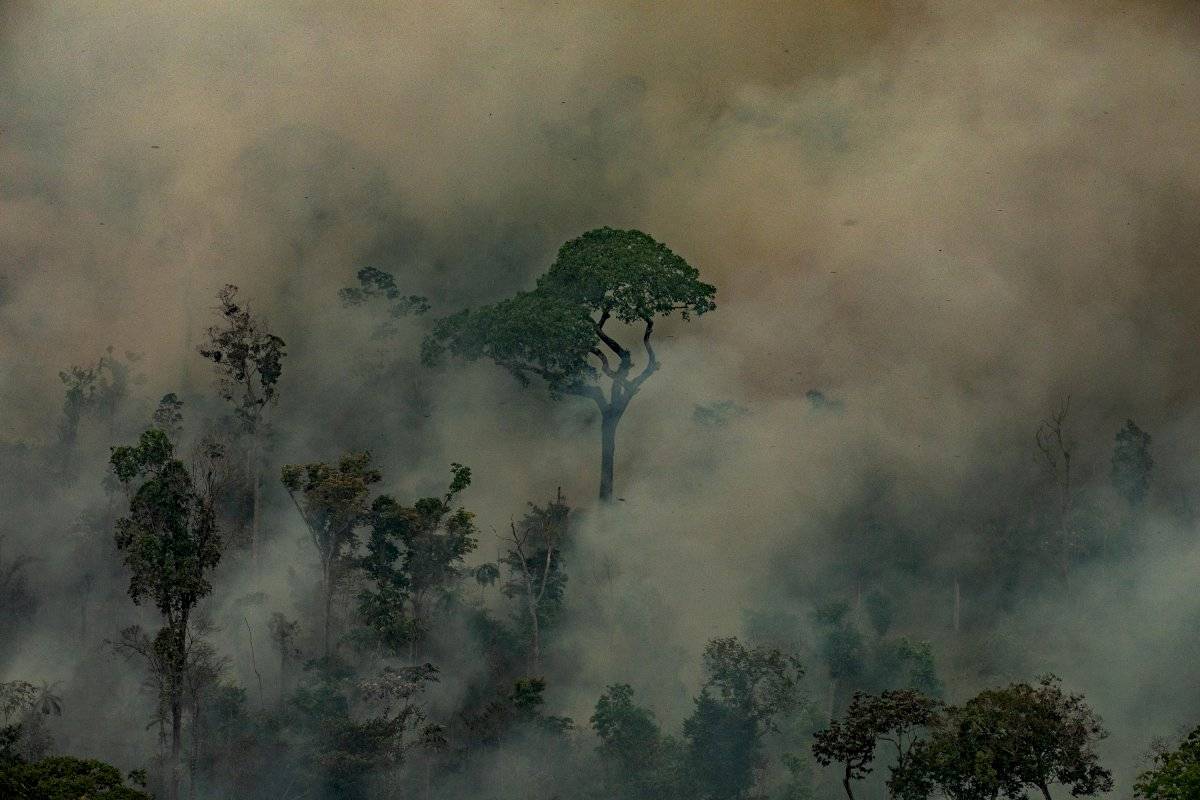 amazonia