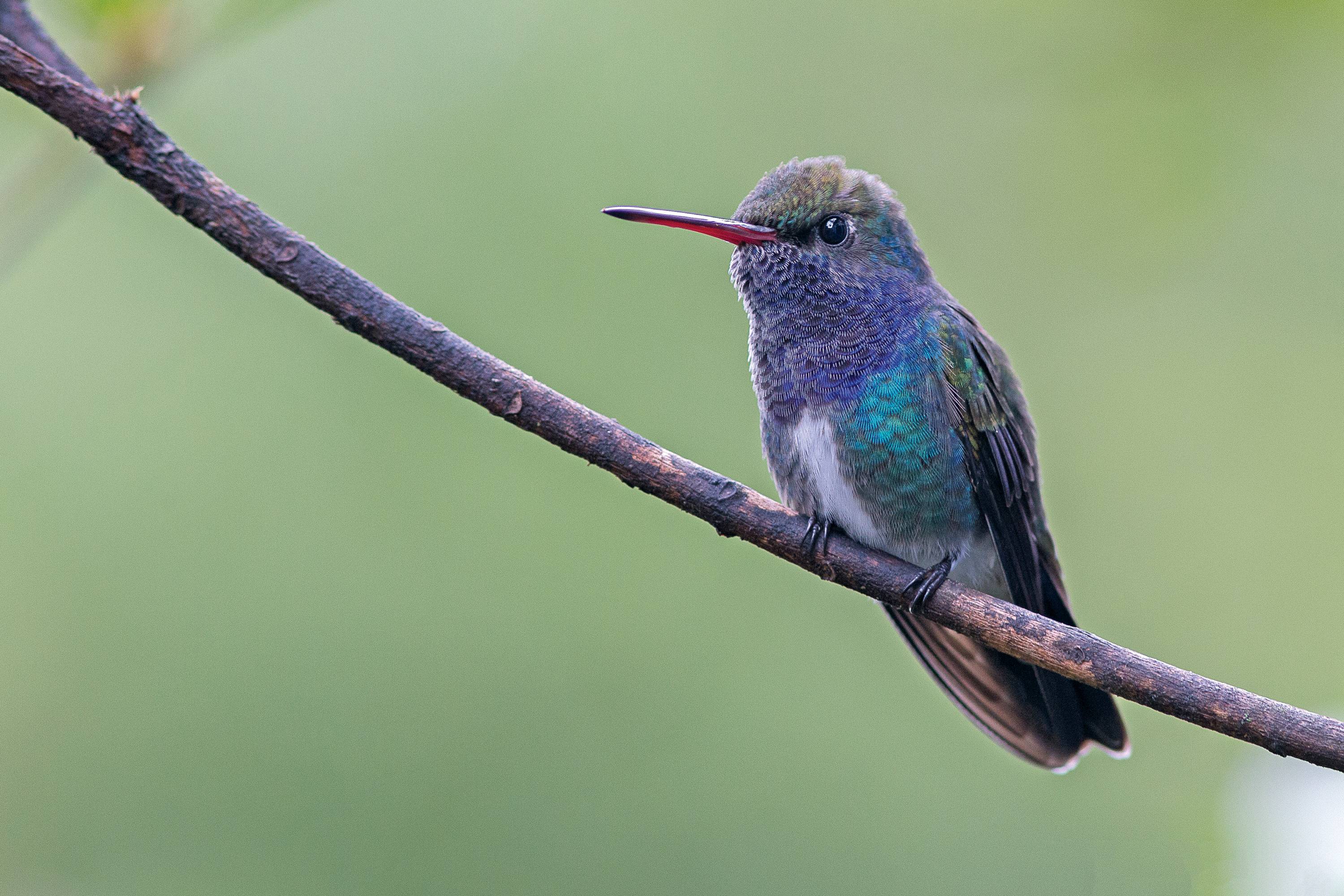 beija-flor-de-peito-azul beija-flor-de-peito-azul