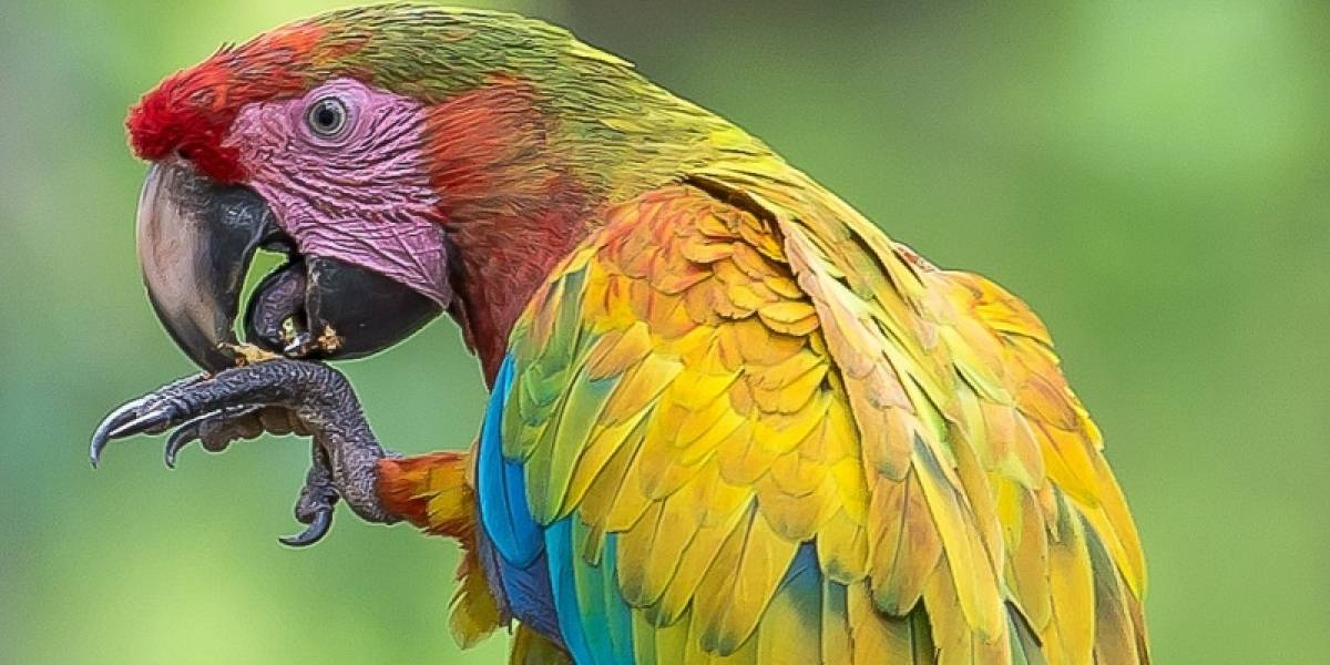 La guacamaya verde ya está dentro de las especies en peligro de extinción
