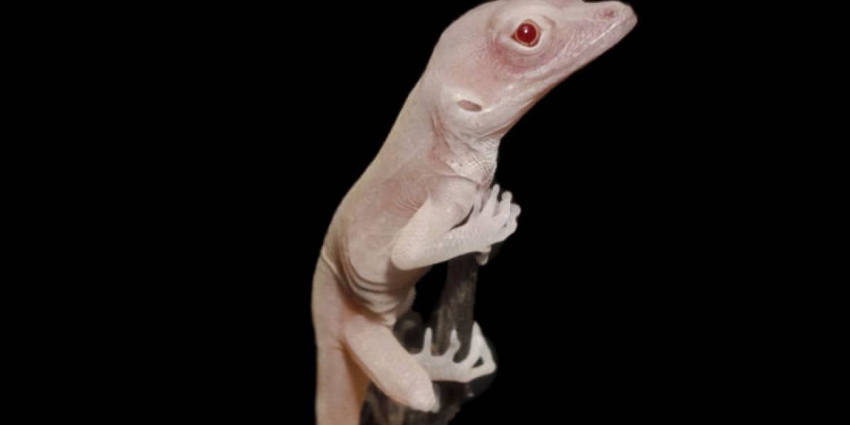CRISPR: Lagartijas albinas fueron el resultado de la primera modificación genética hecha a reptiles