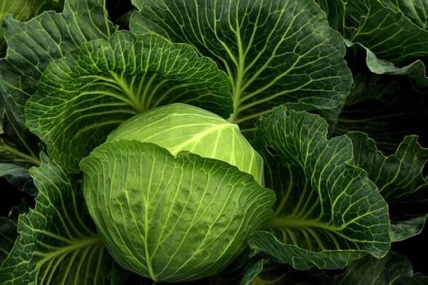 Alimentos que hinchan el intestino