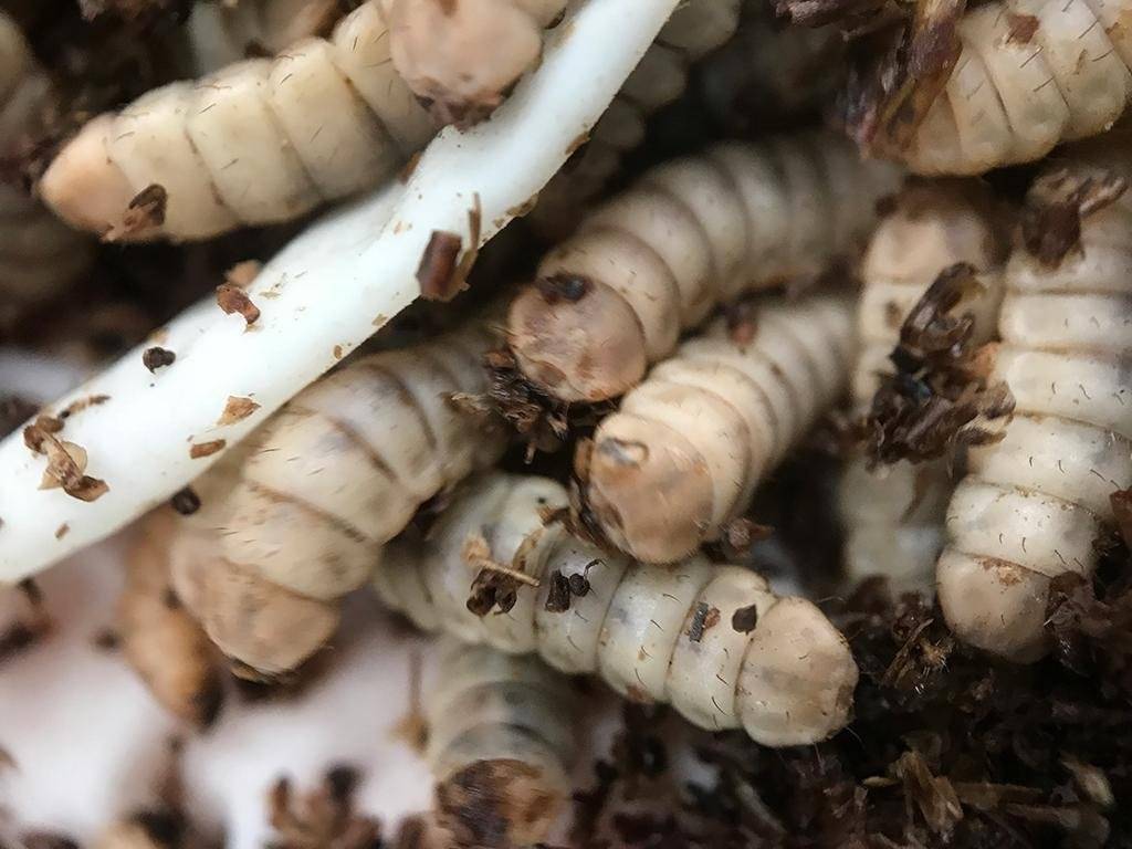 Dos proyectos chilenos son galardonados en la ceremonia Premios Latinoamérica Verde