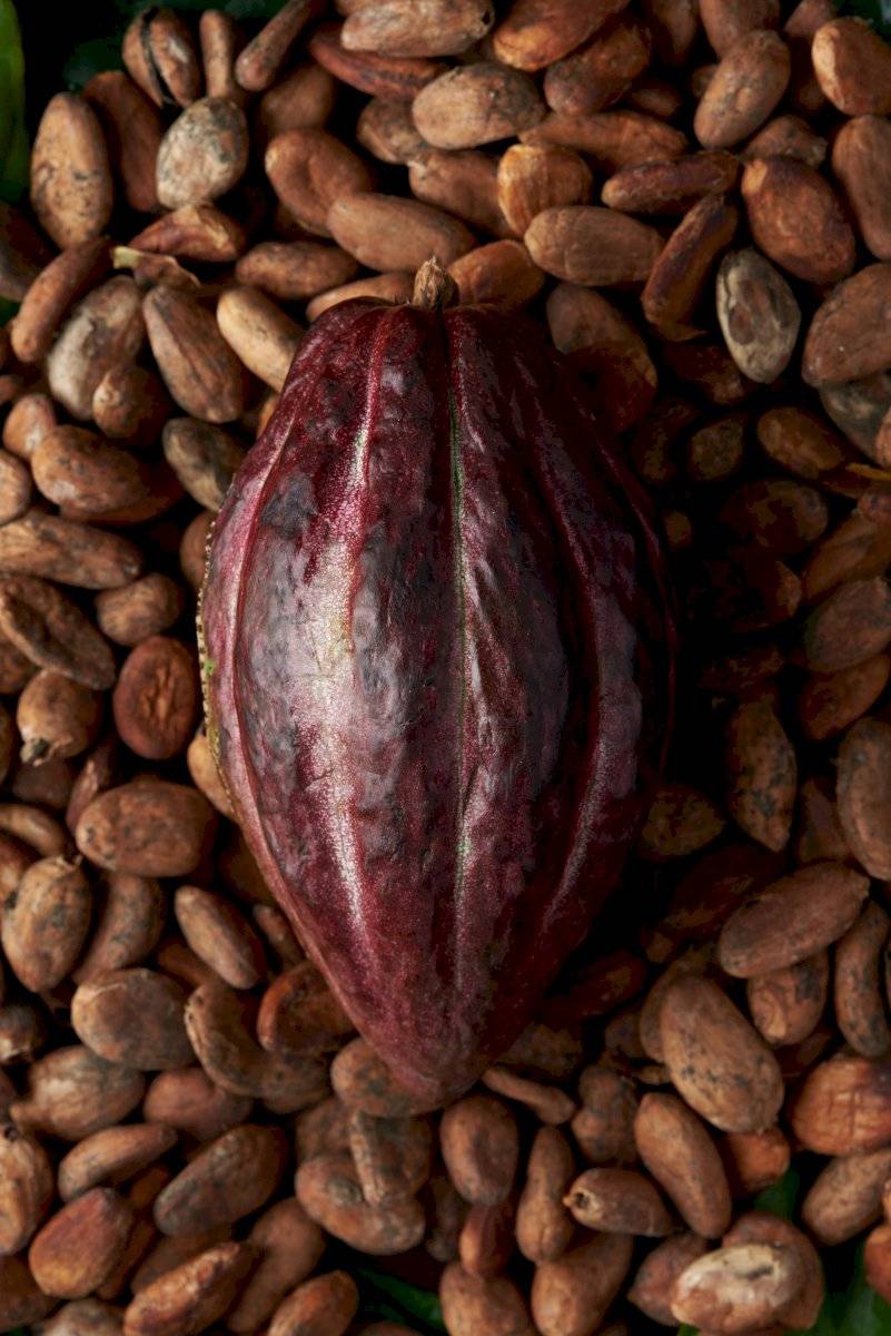 Celebran por primera vez el Día Nacional del Cacao y el Chocolate en México
