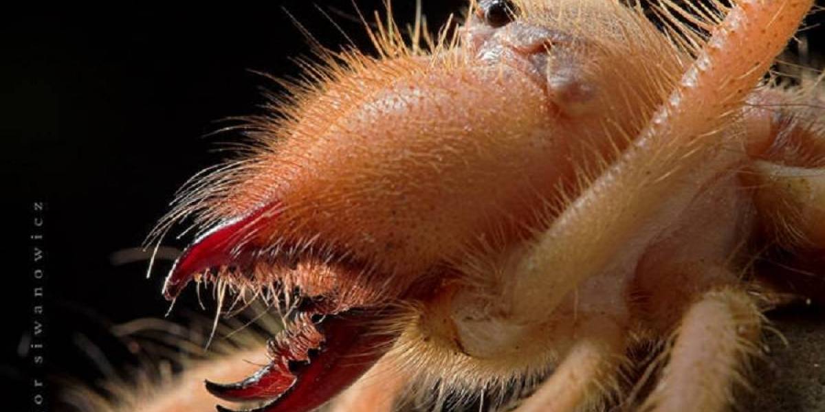 De miedo: Científicos descubren nuevo tipo de araña "camello" que come carne humana