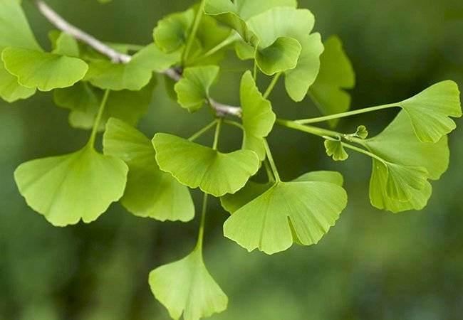 plantas medicinales