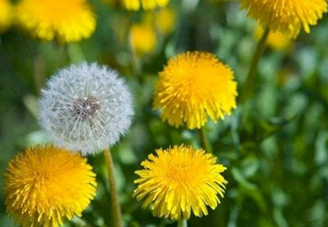 plantas medicinales