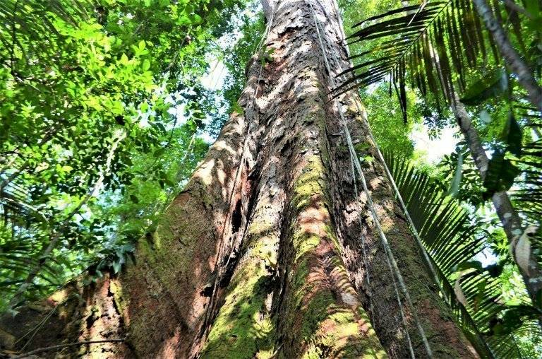Amazonía - árbol Brasil