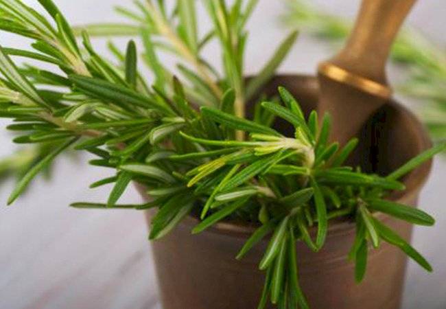 plantas medicinales