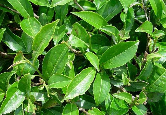 plantas medicinales