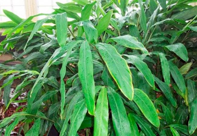plantas medicinales