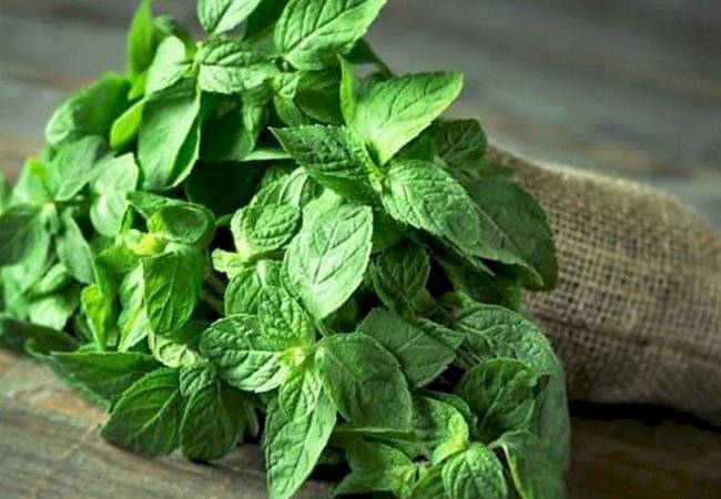 plantas medicinales