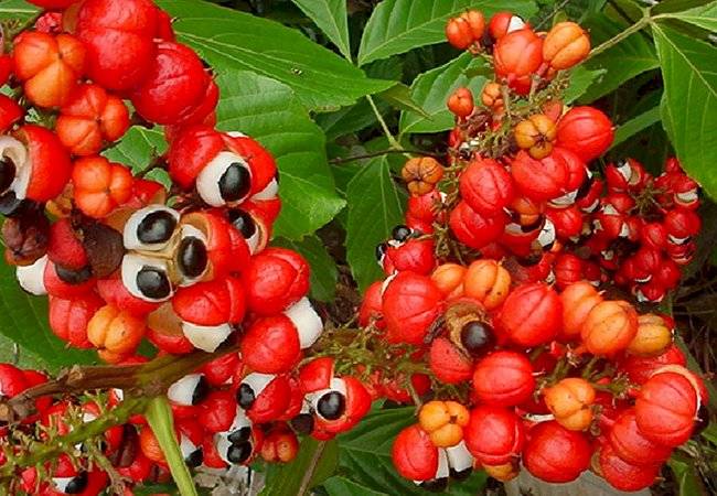 plantas medicinales