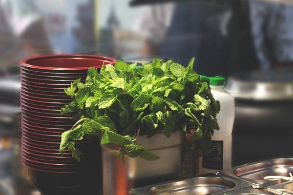 Plantas medicinales que te ayudan a bajar de peso