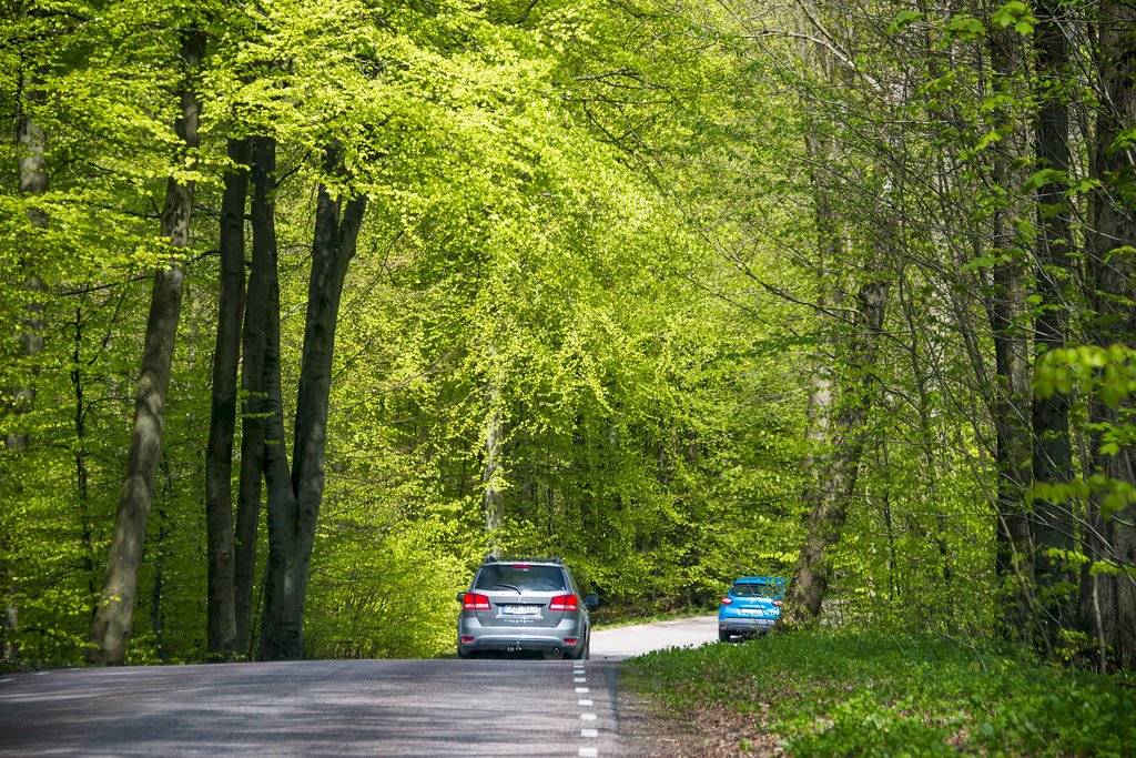 Bosque