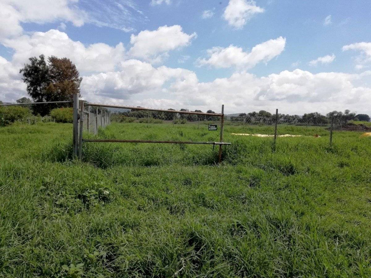 Granjas de puercos en Jalisco sancionadas por no cumplir las normas ambientales