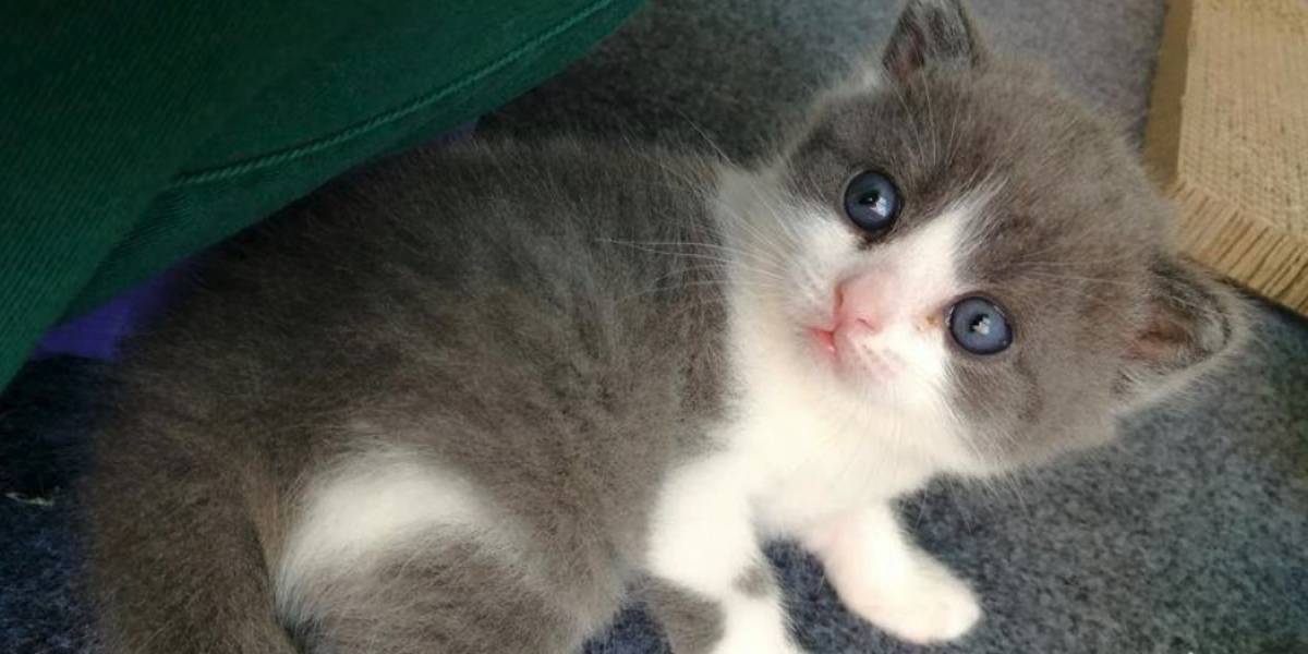 ¿El futuro? En China ya clonan gatos con fines comerciales