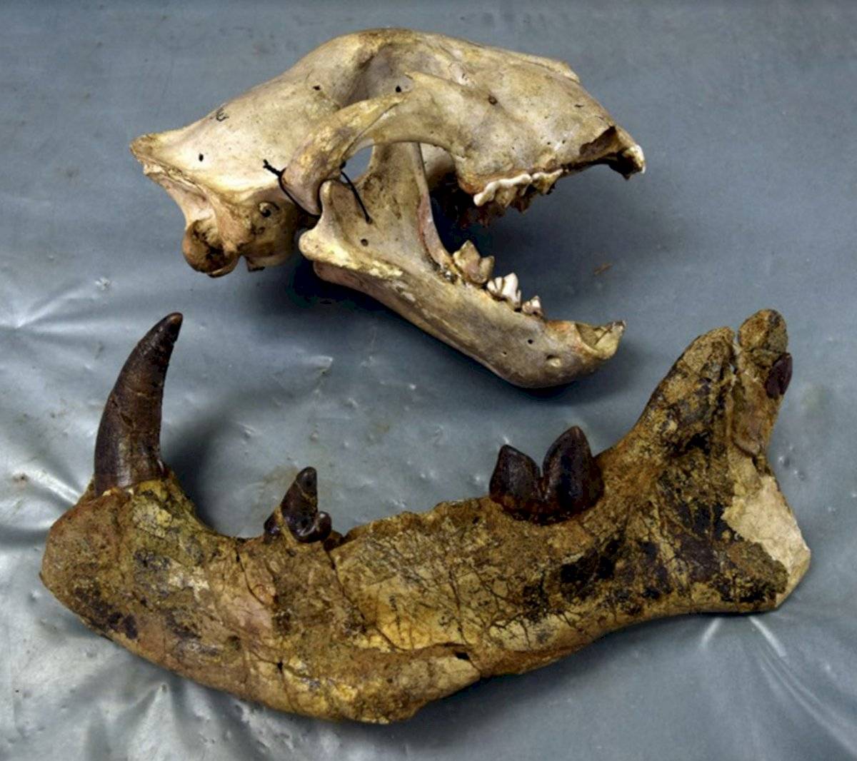 Fósiles de carnívoro gigante