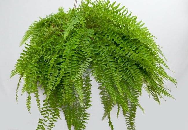 plantas medicinales