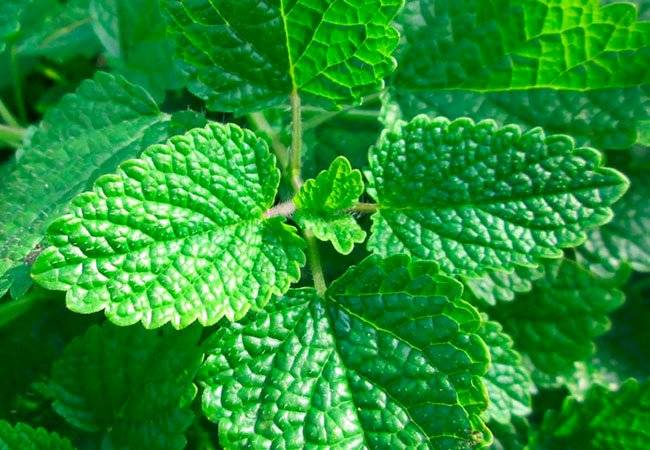 plantas medicinales