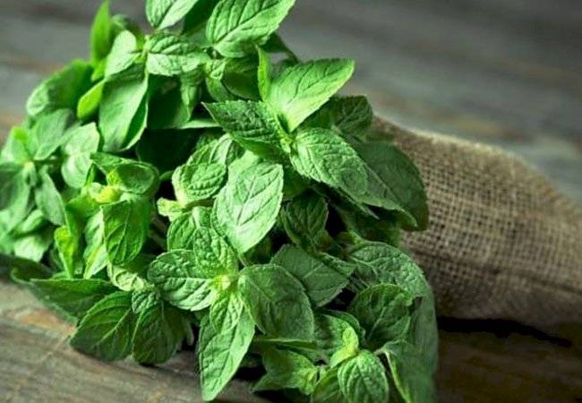 plantas medicinales