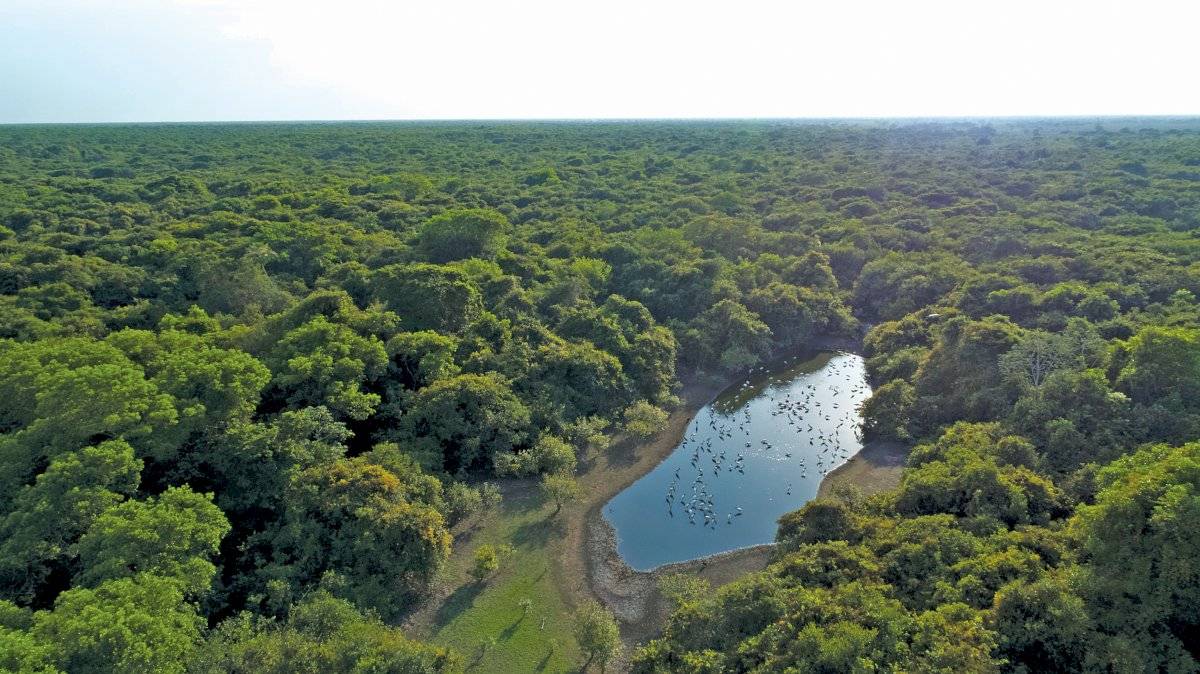 pantanal tesouro verde