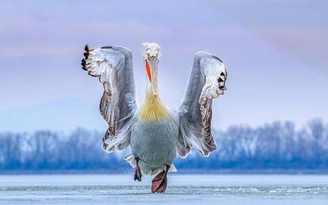 aves