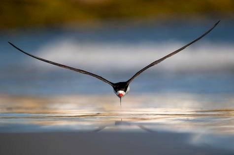 Aves en vuelo