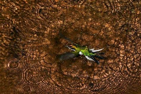Comportamiento de aves