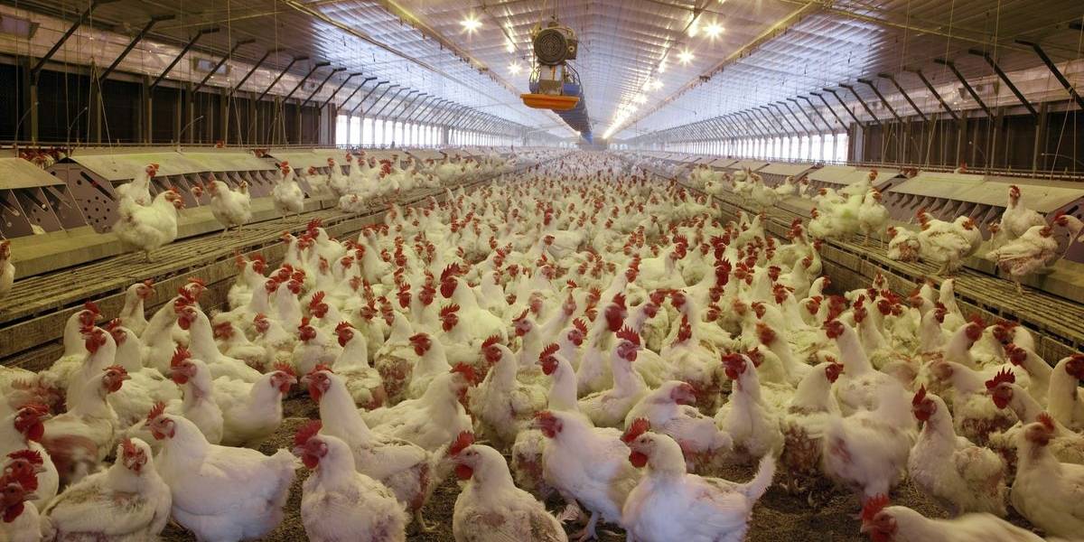 Hong Kong suspenden importaciones avícolas chilenas por gripe aviar