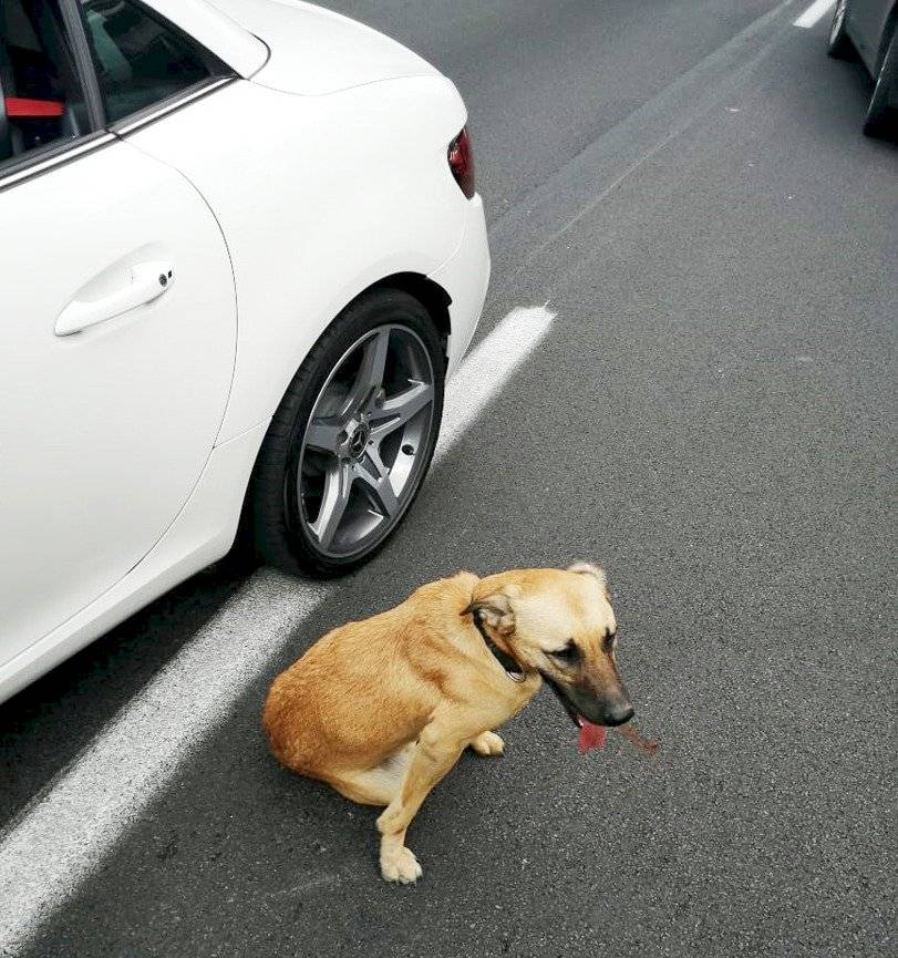 Perro embajadora