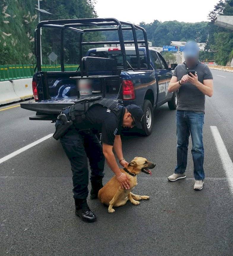 Perro embajadora